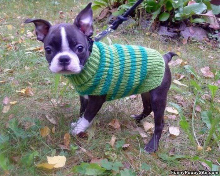 Do You Like My Sweater