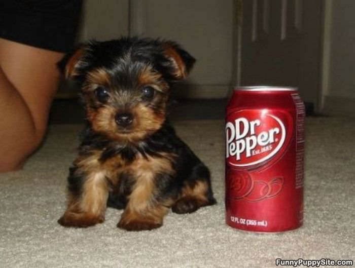 Dr Pepper