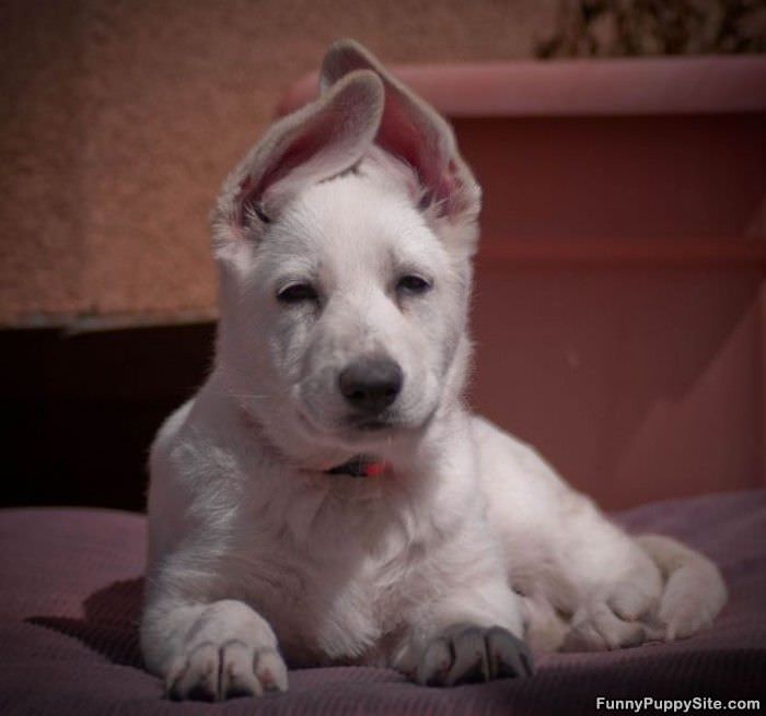 Ears Are Up