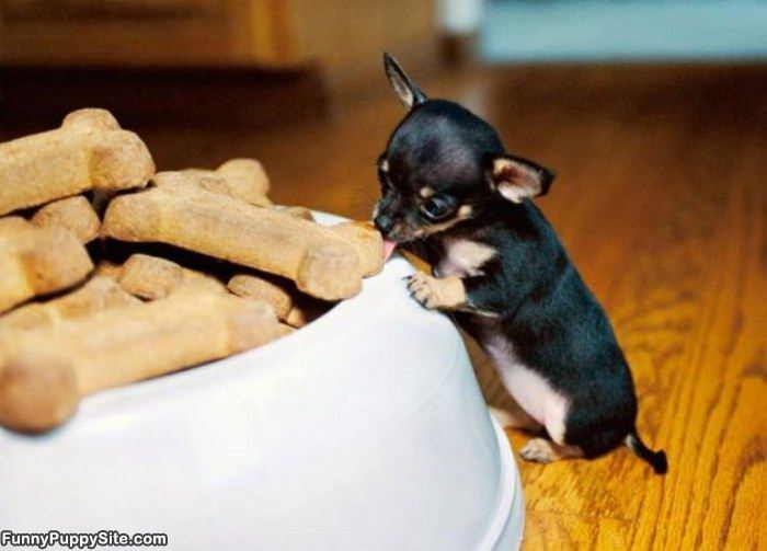 Eat Like A King Puppy