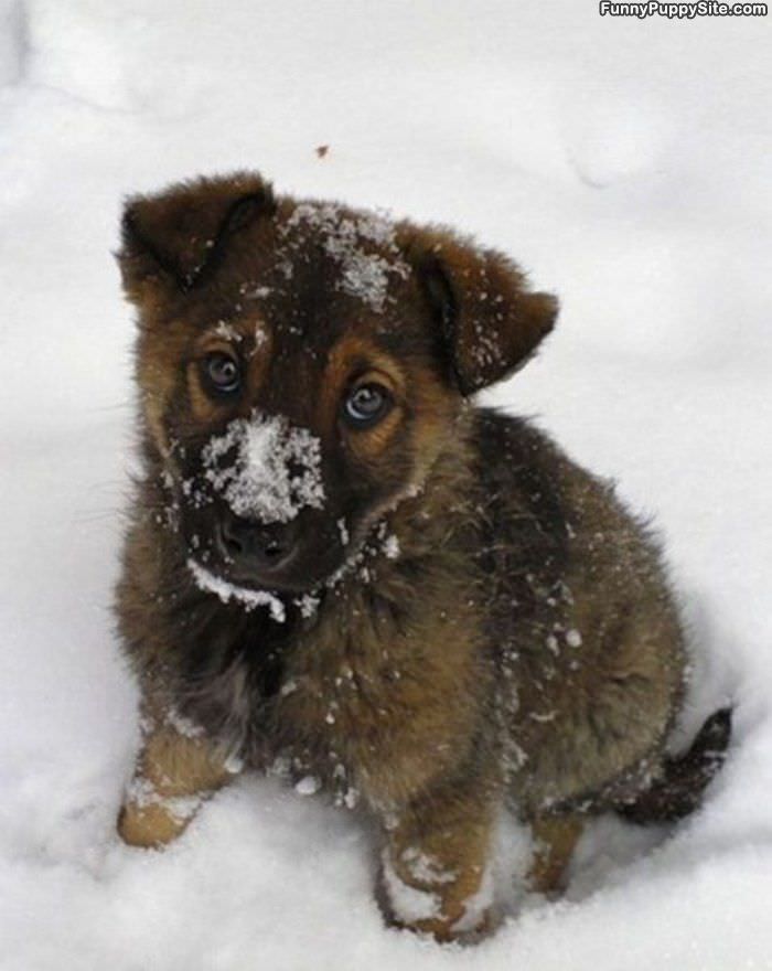 First Time In The Snow