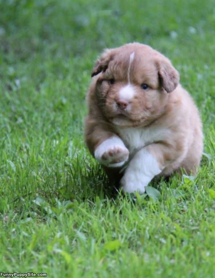 Fluffy Little Runner