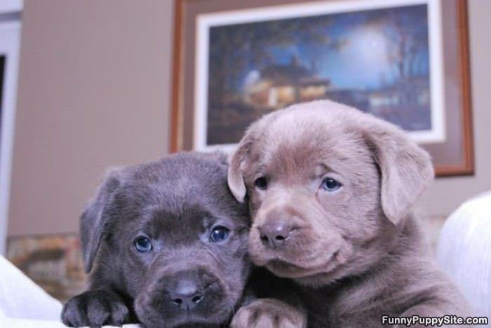 Fluffy Puppies