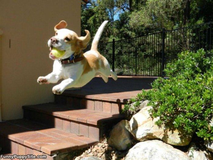 Flying Fetching Puppy