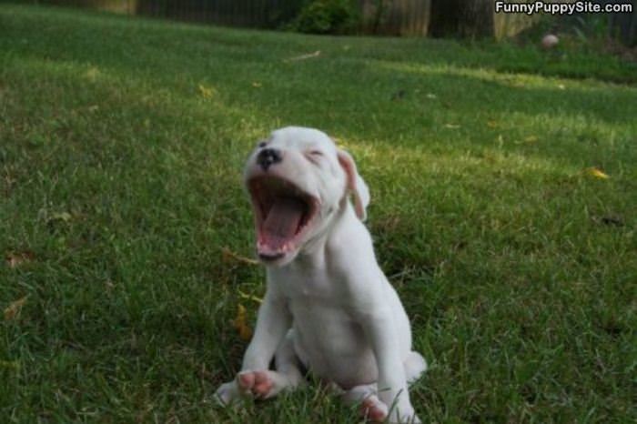 Giant Puppy Yawn