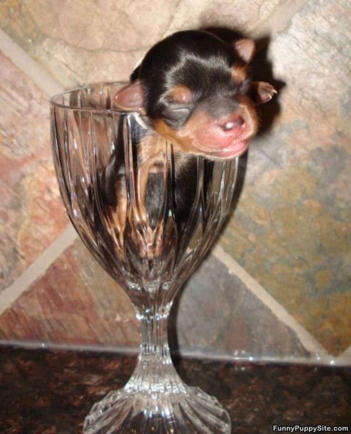 Glass Full Of Puppy
