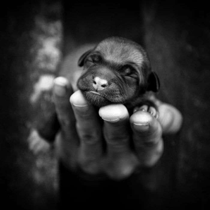 Hand Ful Of Puppy