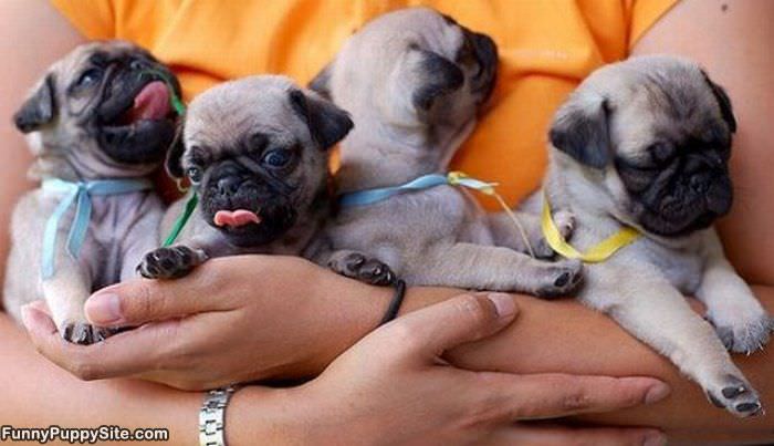 Hand Full Of Pugs