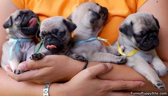 Handful Of Cute Puppies