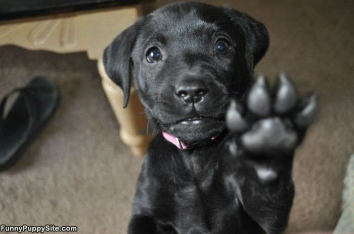 Here Is My Paw