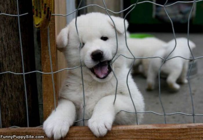 Hey Let Me Out