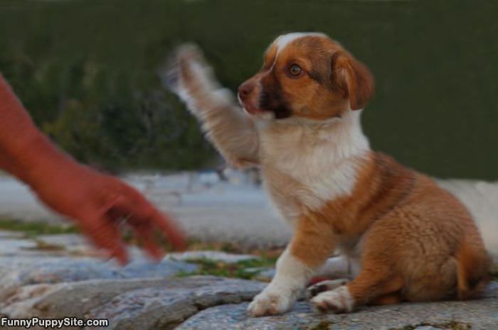 High Five