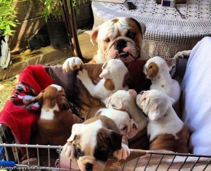 I Got All These Puppies