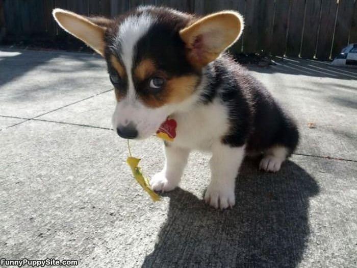 I Got You This Leaf