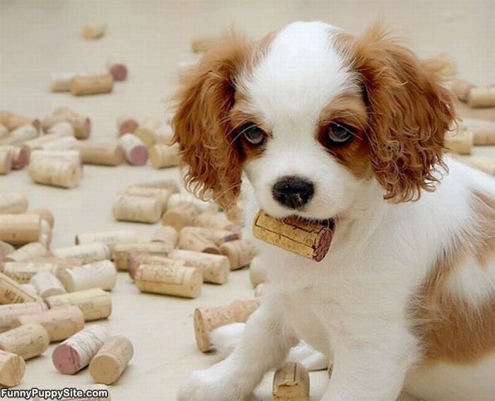 I Has A Cork