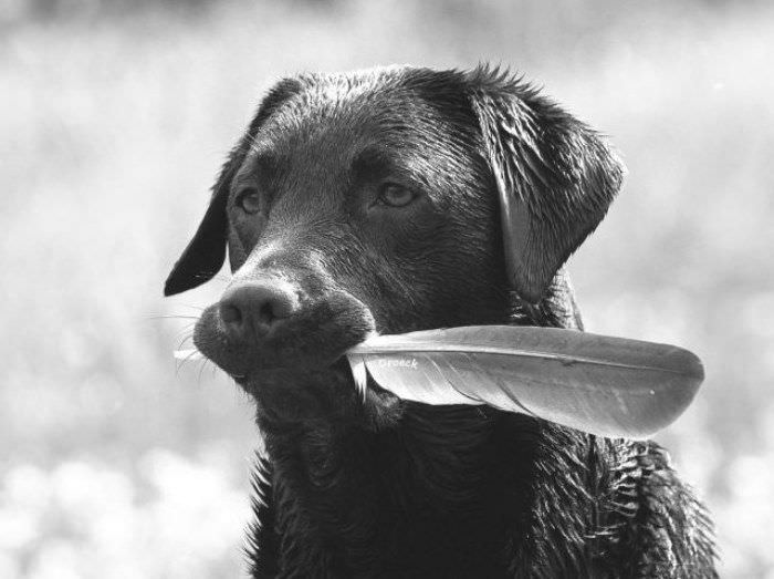 I Has A Feather