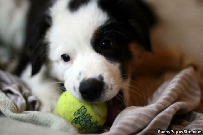 I Has A Little Ball