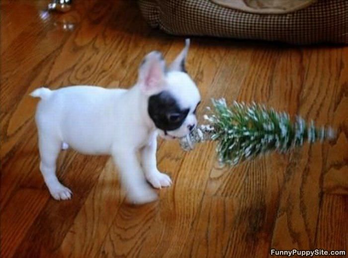 I Has A Tree