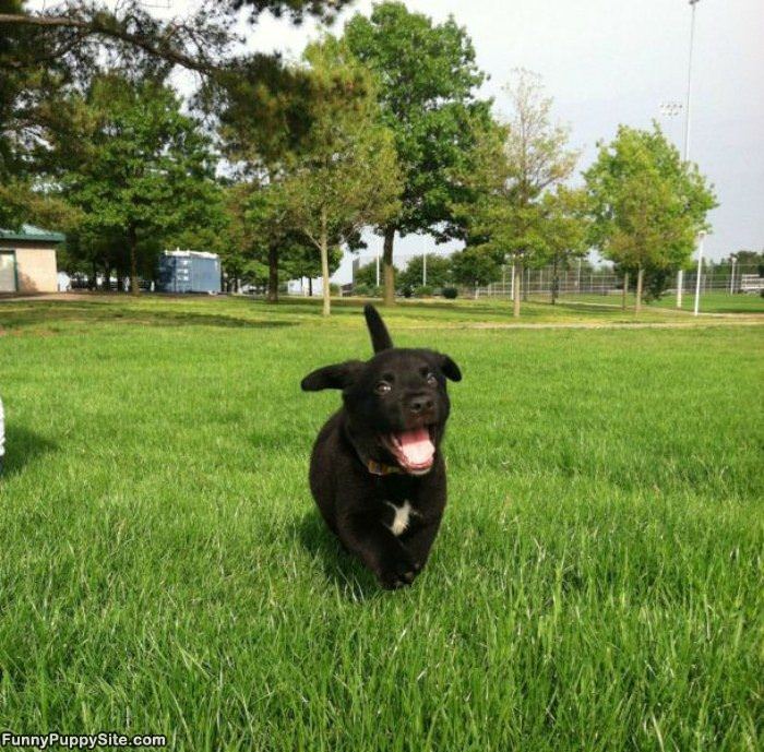 I Haz A Happy Puppy