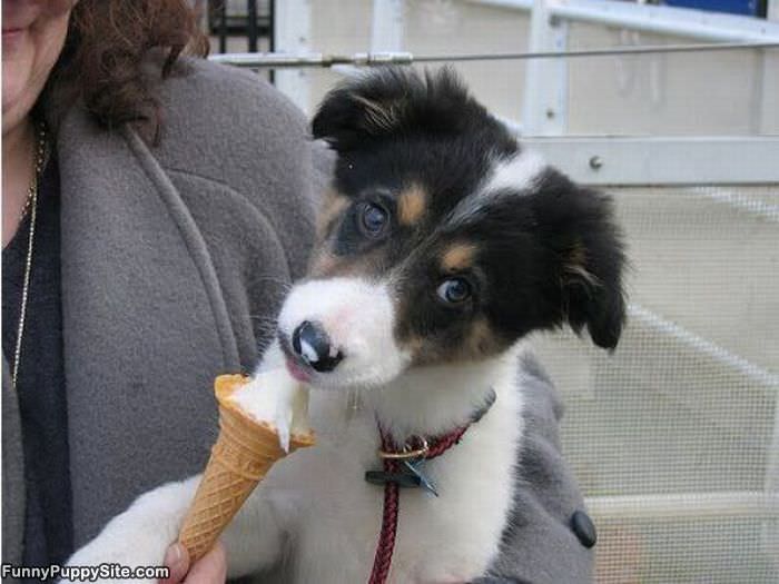 I Loves Ice Cream