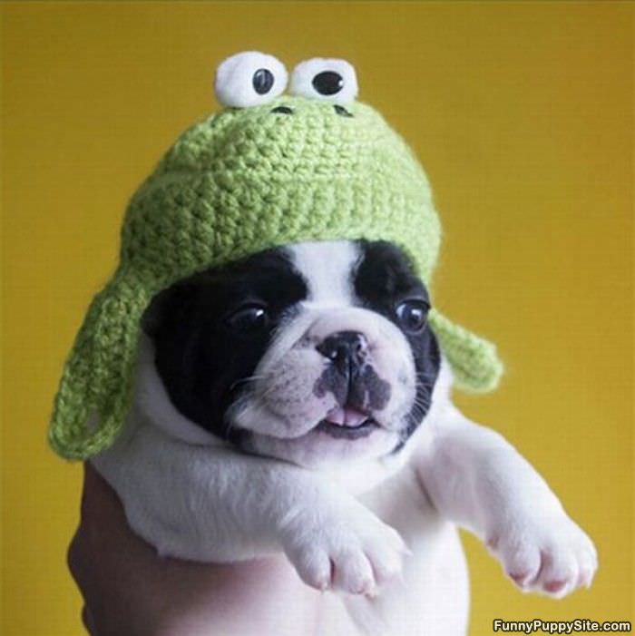 Im A Frog Woof