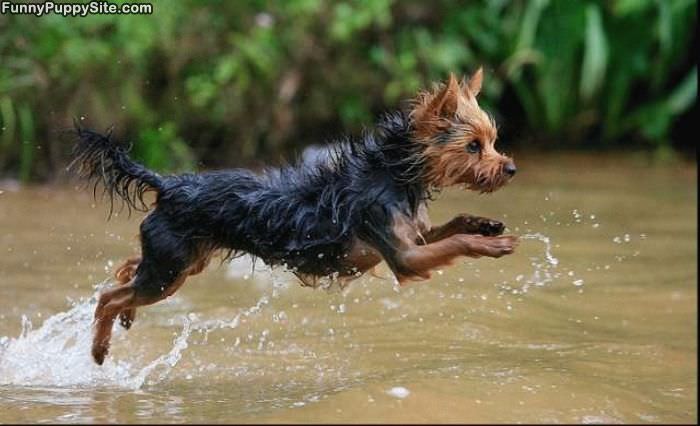 Jumping Puppy