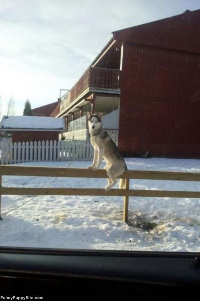 Just Sitting On The Fence