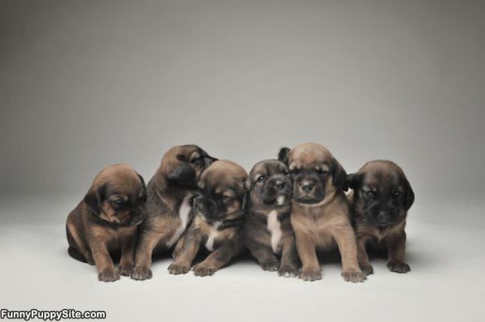 Line Of Puppies