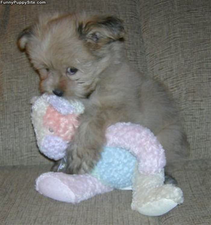 Little Cute Puppy