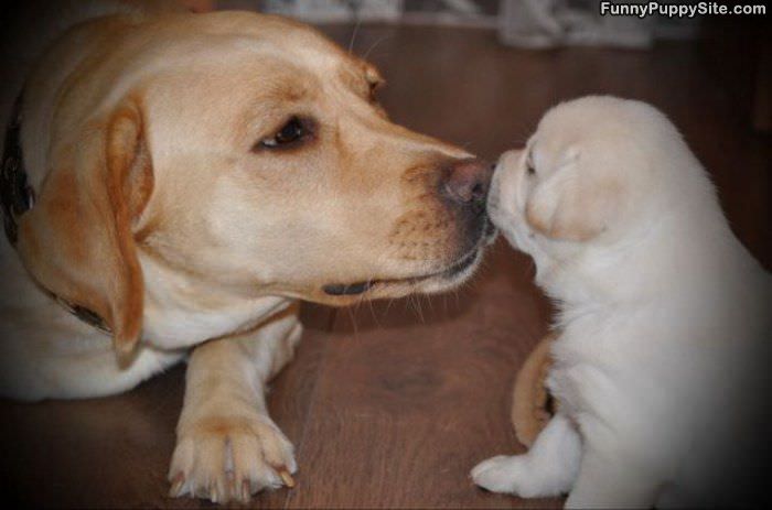 Little Puppy Kiss