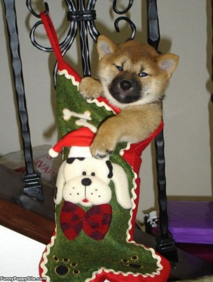 Merry Christmas Puppy