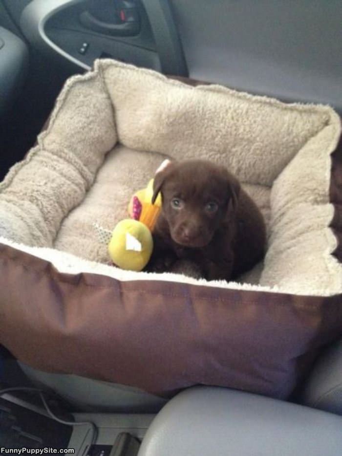 My Cute Puppy Bed