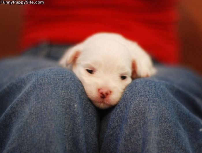 Napping Puppy