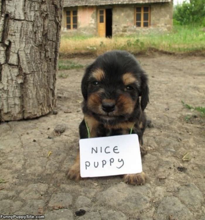 Nice Puppy