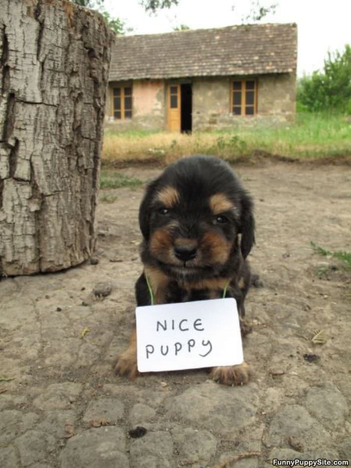 Nice Puppy