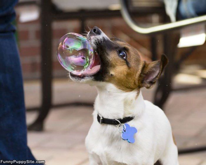 Nom Nom Bubble