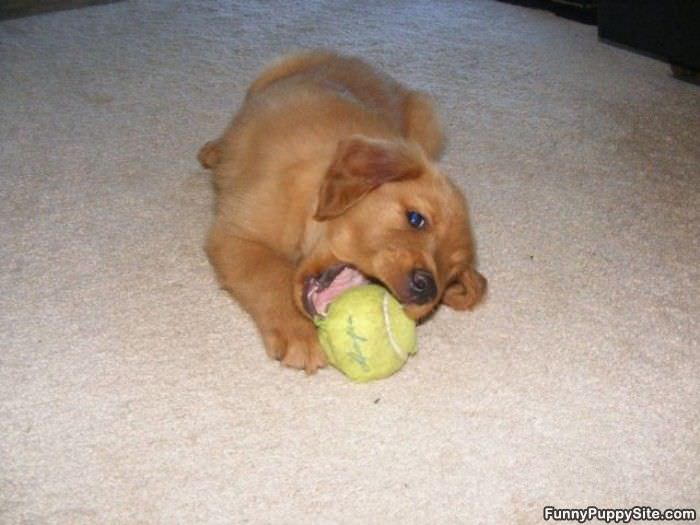 Nom Nom Nom Ball