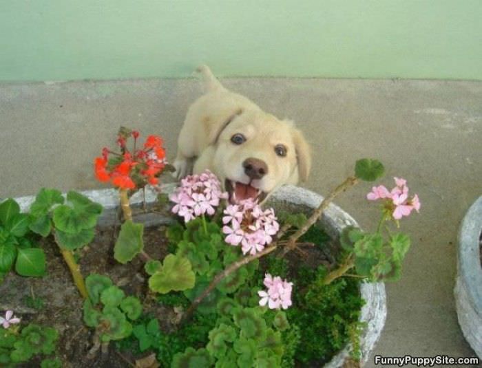 Nom Nom Nom Flowers