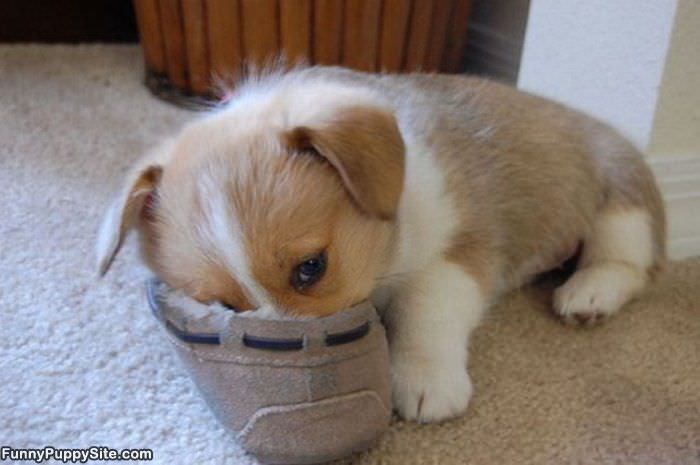 Nomnom Shoe