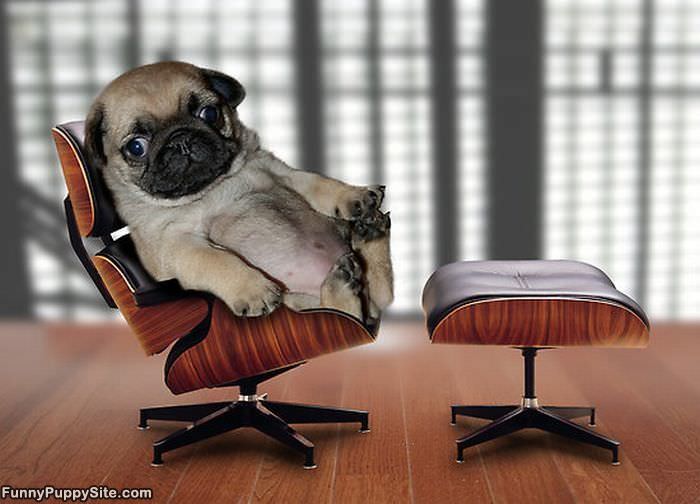 Office Pug