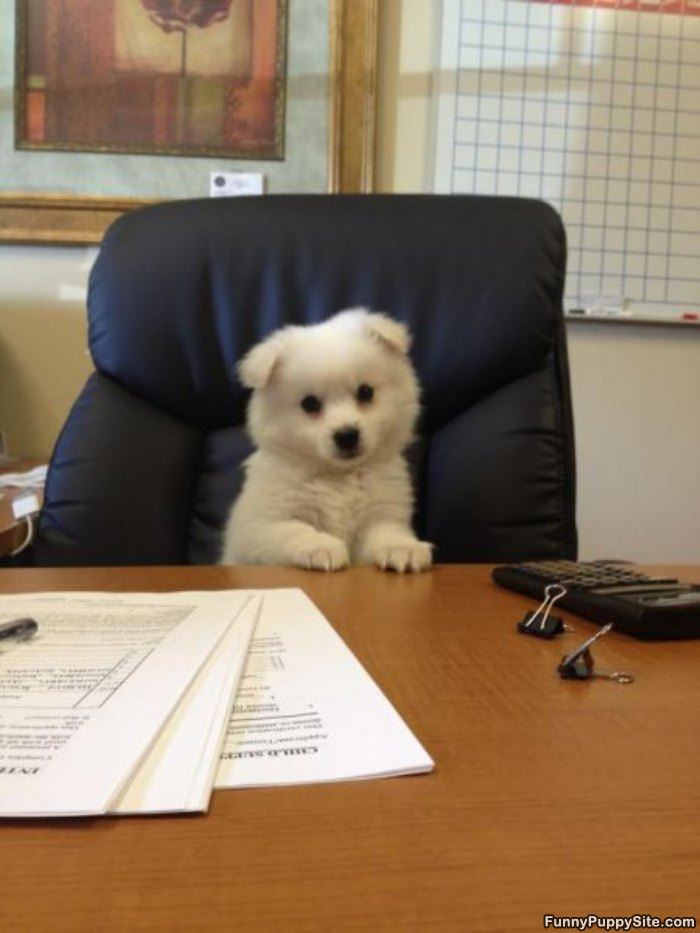 Office Puppy