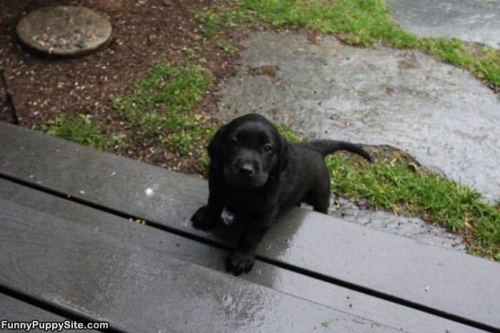 On The Steps Puppy