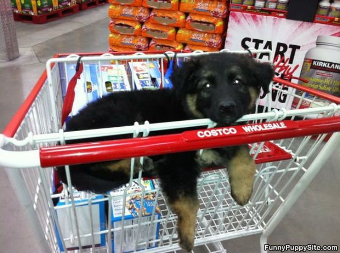 One Cart Of Puppy