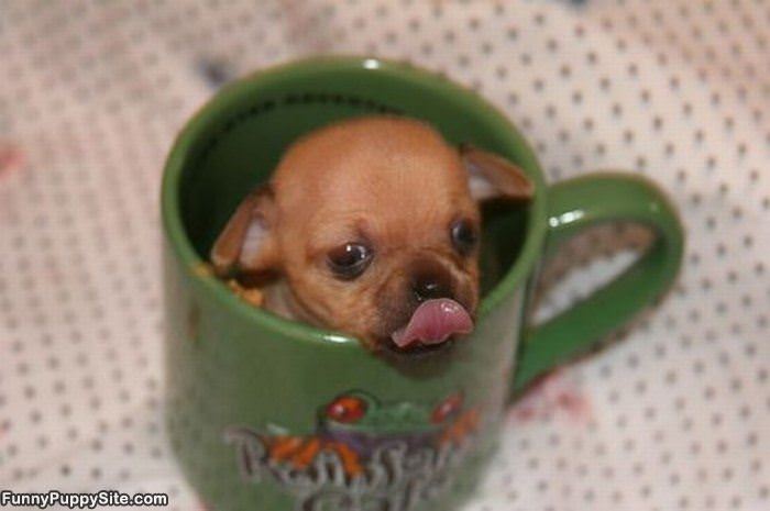 One Tiny Cup Of Puppy