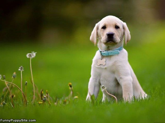 Playing With The Flowers