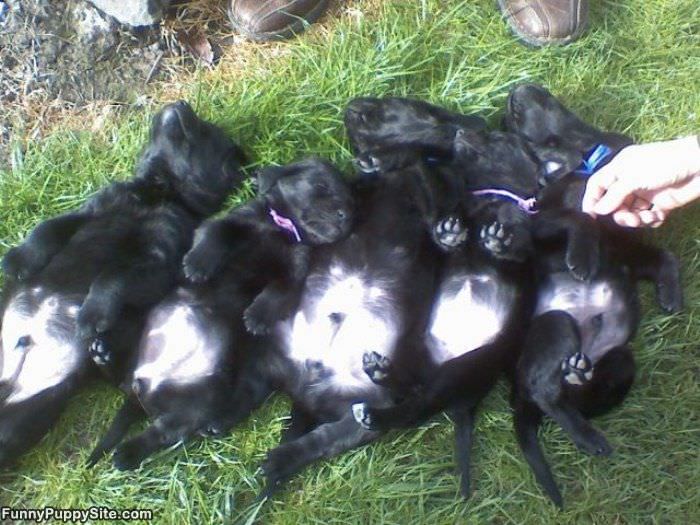 Plenty Of Puppies