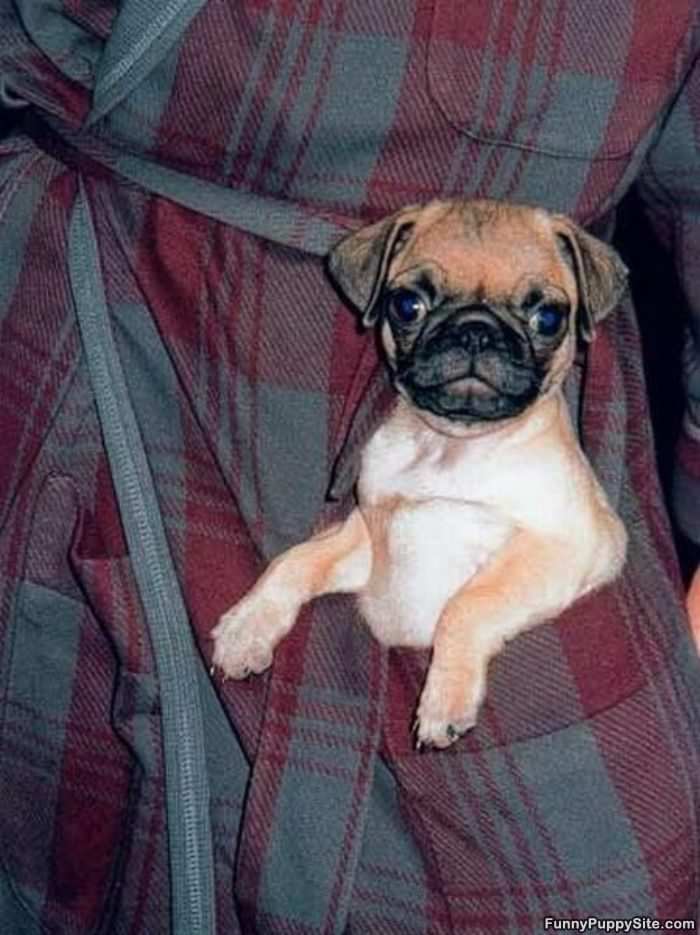 Pocket Pug