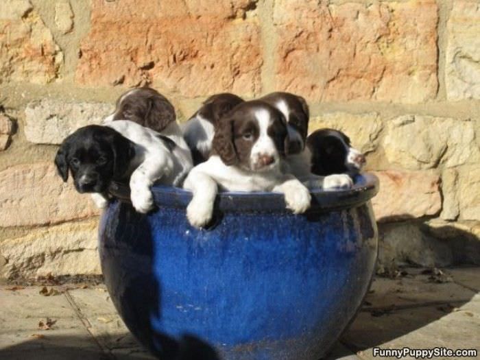 Pot Of Puppies