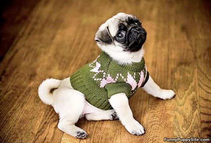 Pug Sweater