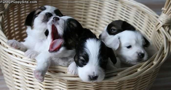 Pup Basket